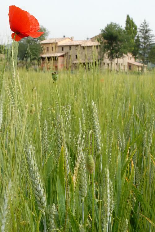 فيلا Agriturismo Verziere Fermignano المظهر الخارجي الصورة